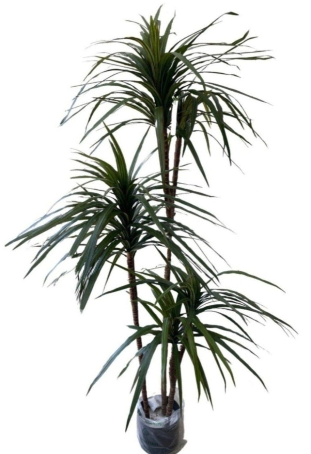 Artificial Dracaena Marginata (Height: 1.20m/ 1.50m/ 1.90m)