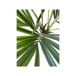 Artificial Kentia Palm (Height: 1.10m & 1.70m) - KEECxP