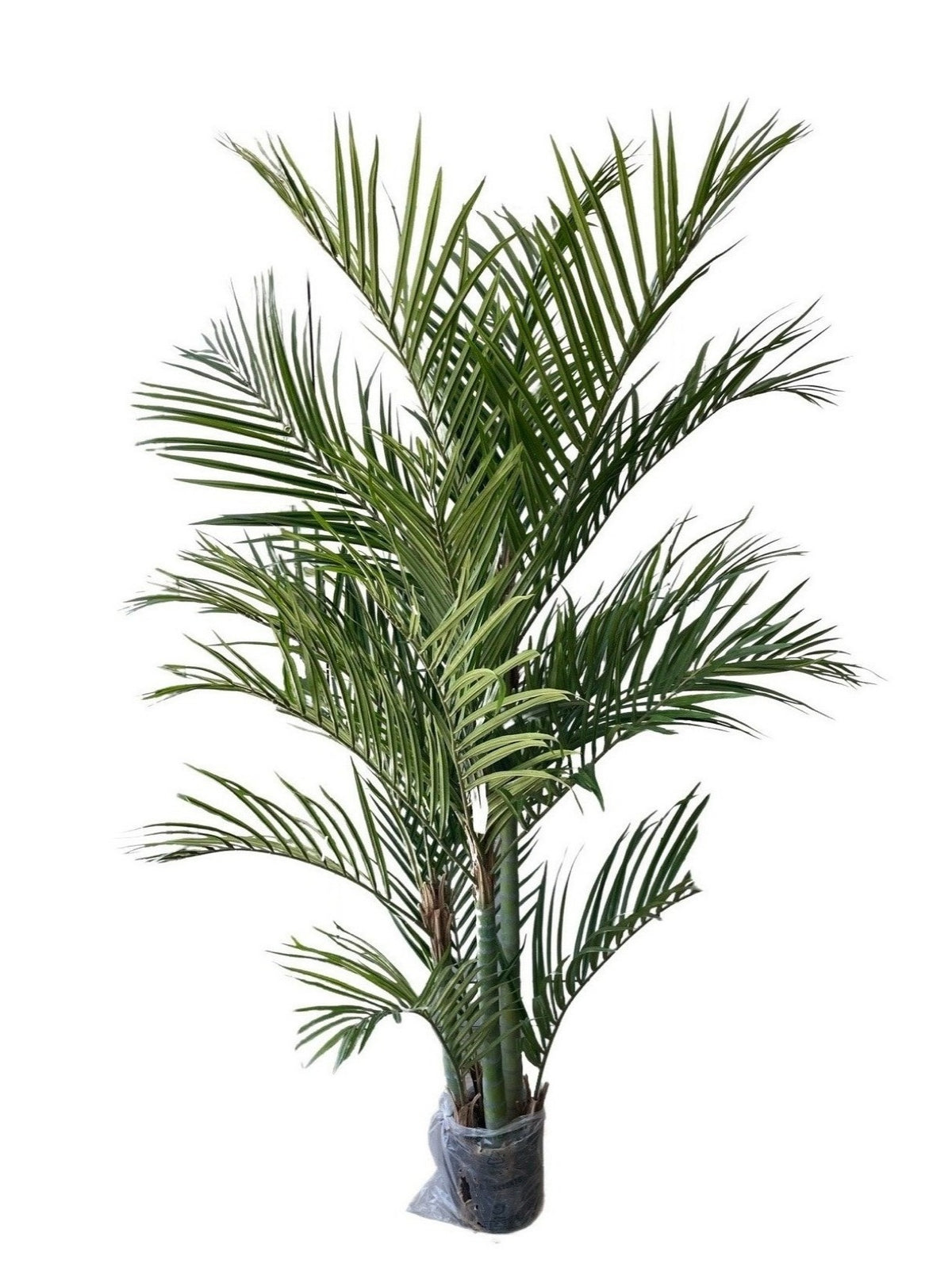 Artificial Areca Palm (Height: 1.20m-2.80M) - ARSL2GB2-384