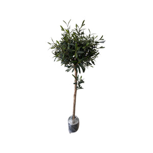 Artificial Olive Ball Tree (Height: 1.10m - 1.60m)
