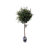 Artificial Olive Ball Tree (Height: 1.10m - 1.60m)