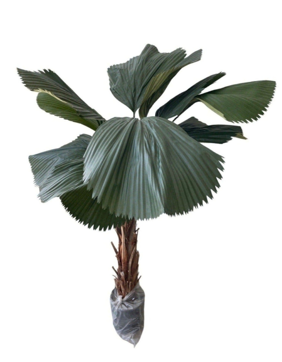 Artificial Licuala Plant (Height: 1.40m) - KKSLQU/25H-10