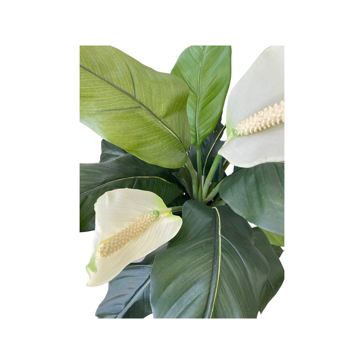 Artificial Spathiphylum Plant (Height: 80cm) - 392A*73-29/IL