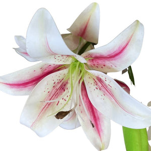 Bush with flowers of lilies - White/Pink (Height: 50cm) | FLR0021