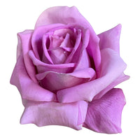 Real touch Artificial Open Rose with 3 stems - Lilac (Height: 75cm)