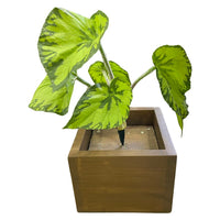 Begonia - Green (Height: 30cm) -FBR0052