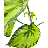 Begonia - Green (Height: 30cm) -FBR0052