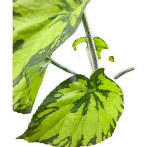 Begonia - Green (Height: 30cm) -FBR0052