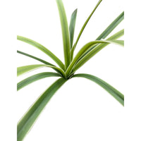 Bush of Leaves with White Edges (Height: 30cm) -FBR0051