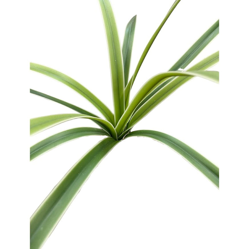 Bush of Leaves with White Edges (Height: 30cm) -FBR0051