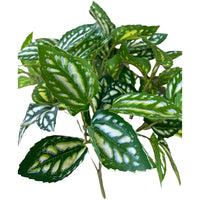 Pylaea Branch (Height: 30cm) -FBR0050