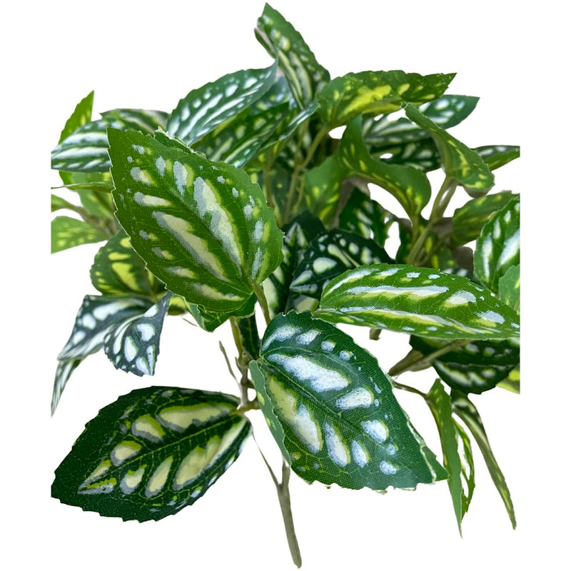 Pylaea Branch (Height: 30cm) -FBR0050
