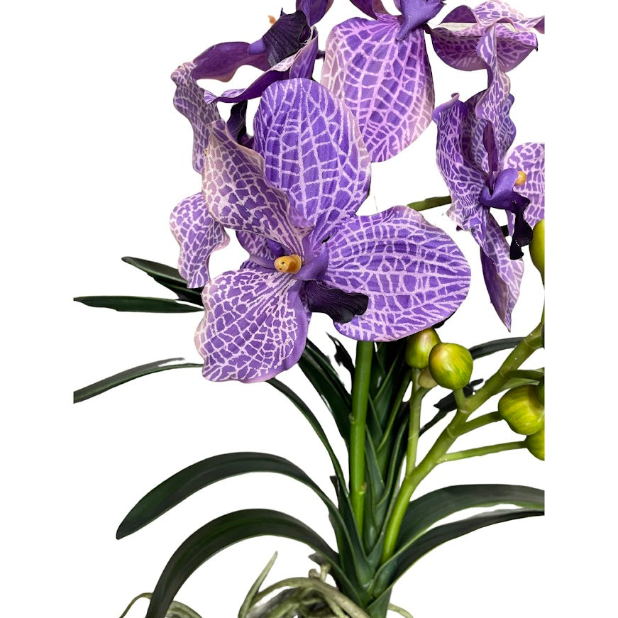 Wanda Orchids Violet - FLR0022