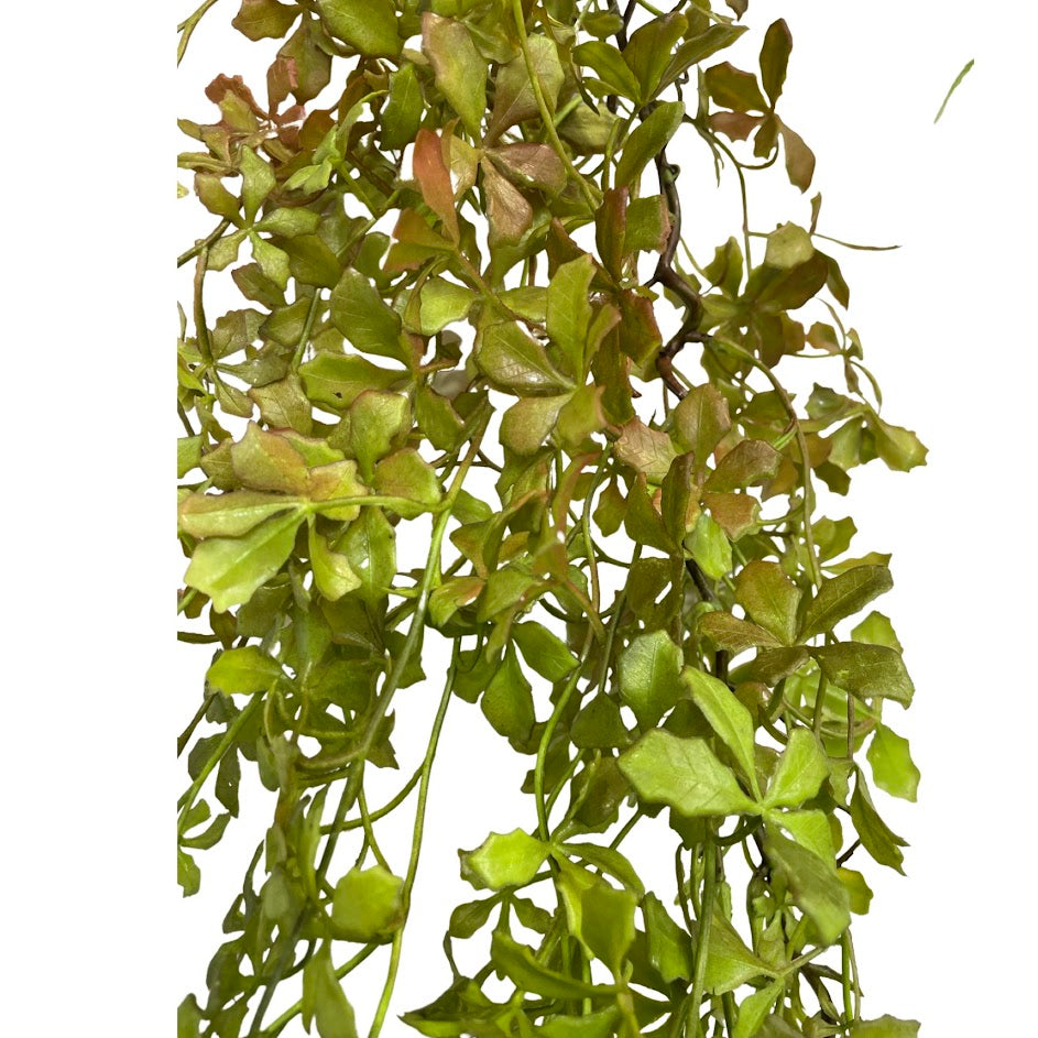 Artificial Hanging Cissus Striata plant (Length: 1.10m) - HAN0032