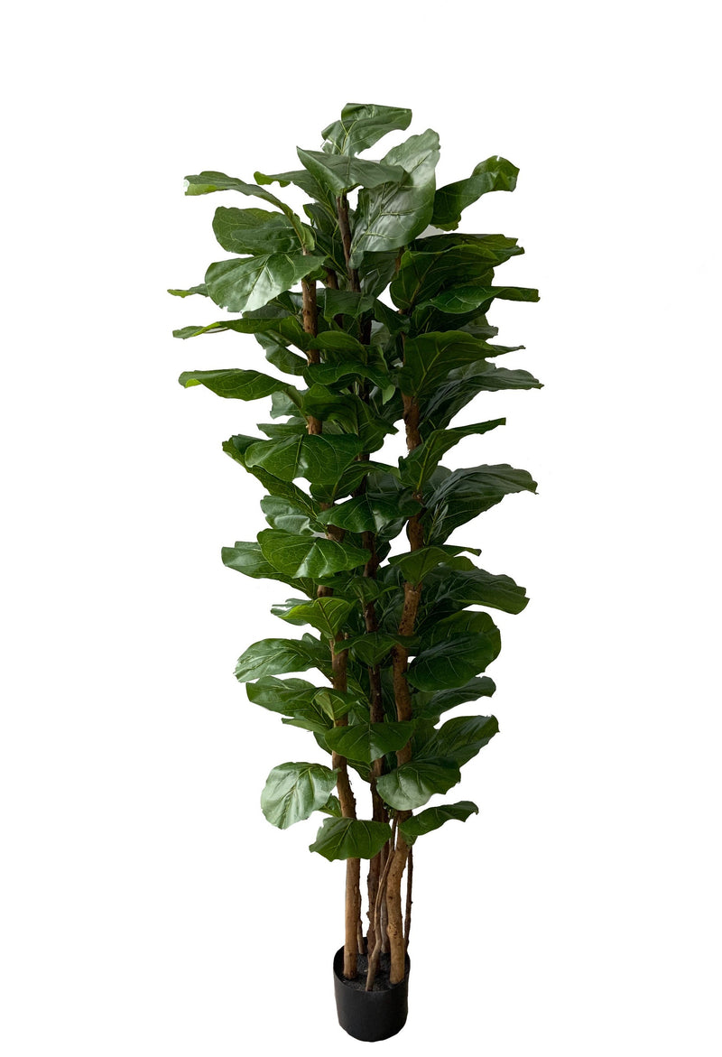 Artificial Ficus Lyrata (Height: 1.80m) - PTR0053