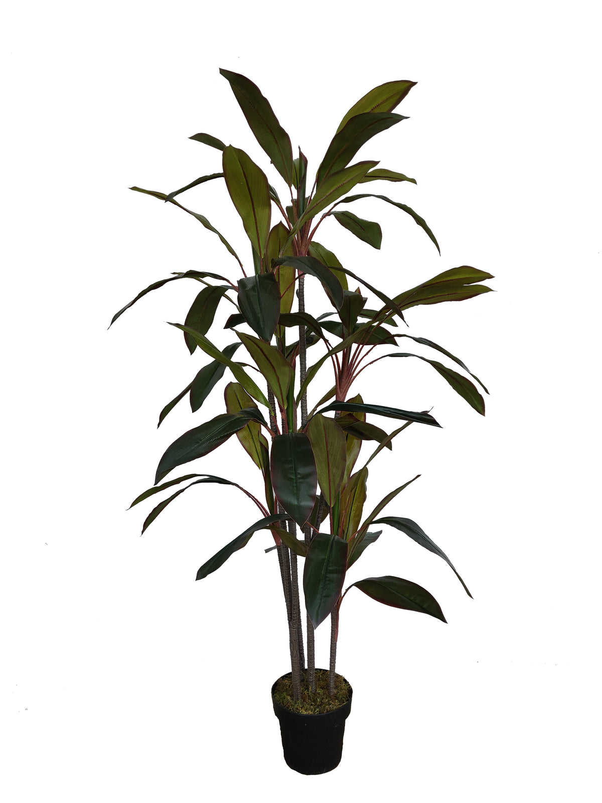 Artificial Dracaena Plant (Height: 165cm) - AL15007